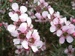 Image result for Leptospermum scoparium