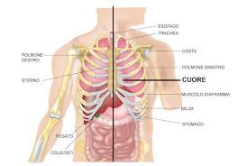 Appartiene al segmento prossimale noto come cieco. Dove Si Trova Il Cuore