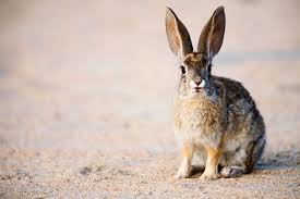 Lagomorpha Include Hares Rabbits And Pikas