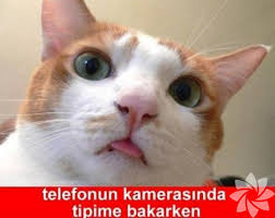 En Komik Kedi Caps Leri Yasam