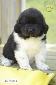 Maybe you would like to learn more about one of these? Newfoundland Puppy Newfoundland Puppies Lancaster Puppies Newfoundland
