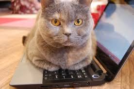 フリー素材】パソコンの上で邪魔をする猫。邪魔ネコ - オドフラン ...