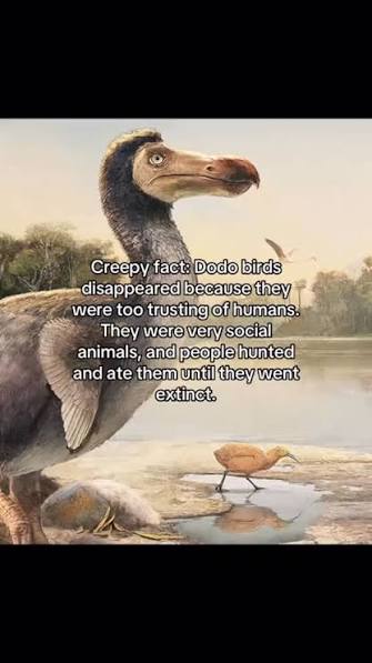 Natural History Museum, London | The bird that became the symbol of  extinction. 🦤 This large, flightless bird, lived in the forests of  Mauritius, an island located 500... | Instagram