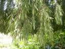 Image result for Boscia salicifolia
