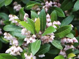 We did not find results for: Elaeocarpus Reticulatus Prima Donna Blueberry Ash Gardening With Angus
