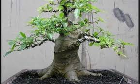 We did not find results for: Bonsai Pengertian Karakteristik 30 Jenis Tanaman Bonsai