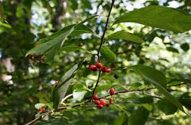 Image result for Buchnera libenii