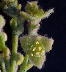 Image result for Cocculus hirsutus