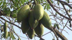 The kapok tree is an emergent tree of the tropical rainforest. Ceiba Pentandra Silk Cotton Java Kapok Ceiba Tree Youtube