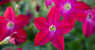 Image result for Sladeniaceae