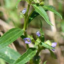 Image result for Exacum oldenlandioides