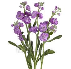 Buy by the packet or in bulk! Bulk Fresh Lavender Flower Online Wholesale Lavender Flowers