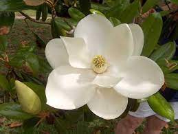 The White Magnolia Flowers Stand For Purity And Perfection Description From Pinterest Com I Searched F Magnolia Flower Magnolia Grandiflora Ornamental Plants