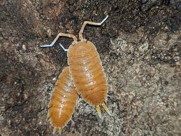 Image result for Alinula sp.