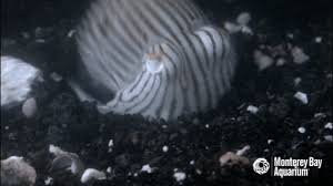 The free online library of animated gif images for new emotions. Burrowing Stripe Striped Pyjama Squid Gif On Gifer By Kerari