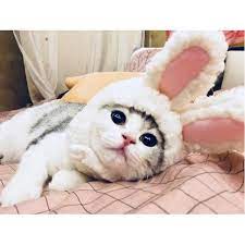 Cat Lover Gift Cat Ears Cat Clothes Cat Collar Cat Gifts Pet Lover Gift Pet Ears Pet Clothes Cat Mom Pe Pet Rabbit Pet Halloween Costumes Cat Costumes