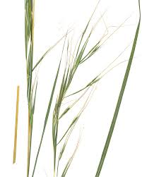 Image result for Hyperthelia dissoluta