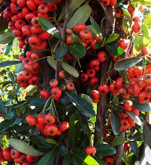 Image result for Pyracantha