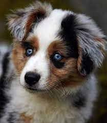 Puppies Cute Puppy Names Pictures Of Puppies More Daily Puppy Aussie Dogs Australian Shepherd Puppies Shepherd Puppies
