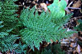 Image result for Vandenboschia