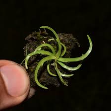 Image result for Fimbristylis complanata