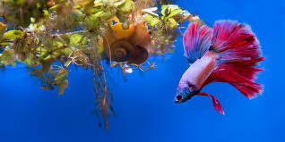 Searching for the best betta fish food can be a little challenging. 11 Best Plants For Betta Fish