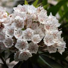 The white spiral garden at laurel hedge from last summer. Mountain Laurel Finegardening