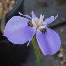 Image result for Moraea bella