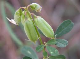 Image result for Crotalaria parvula