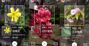 拍的花卉不认识 试试这个神器 秒变植物专家 photography