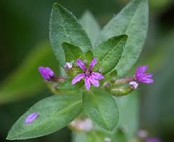 Image result for Cuphea carthagenensis