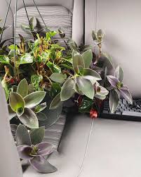 The width of ovoid foliage is about 50. Tradescantia Red Hill Reddit Post And Comment Search Socialgrep
