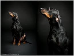 Brandlbracke is a compound word, stemming from brand (harmful fire, fire that went out of control) which refers to the fawn markings and bracke, a type of hunting dog. Eine Brandlbracke Professionelle Hundefotografie