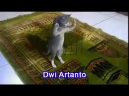 Namaz Kilan Kedi Youtube Namaz Animals Youtube