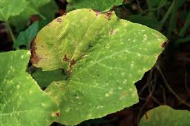 You can be especially sure this is the case if those spots start to turn brown. How To Identify And Control Zucchini Diseases Gardener S Path