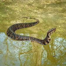Another Floaty Cottonmouth Agkistrodon Piscivorus Many Cottonmouths Will Lose Much Of Their Pattern As They Age And Become Almos Floaties Cotton Mouth Snake
