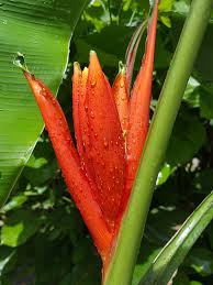 Image result for Coccinia senensis