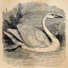 Black And White Printable Bird Pictures Vintage Swan Bird Illustration Printable Birds 1800s Antique Print Instant Download Digital Image Clip A Bird Illustration Black And White Drawing Illustration