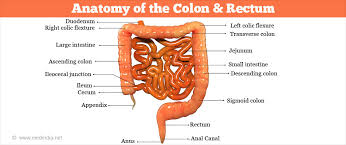 Mammograms are the best way to find breast cancer early, when it is easier to treat. Colorectal Cancer Types Causes Risk Factors Symptoms Diagnosis Treatment Prognosis Prevention