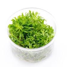 Image result for Pogostemon rogersii