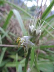 Image result for Chlorophytum macrophyllum