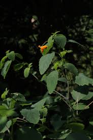 Image result for Impatiens zombensis