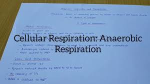 The oxygen supply to plants can also run out, this happens for. Chapter 5 Cellular Respiration Anaerobic Respiration Youtube