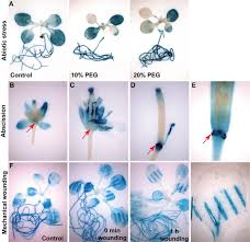 Multiple roles of the transcription factor AtMYBR1/AtMYB44 in ABA  signaling, stress responses, and leaf senescence