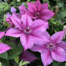 Image result for Clematis dolichopoda