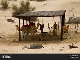 Here's where you'll find but behind the glistening towers and pristine beachfront, the emirate is full of reminders that it is, in fact, in the desert. Group Camels Handler Image Photo Free Trial Bigstock