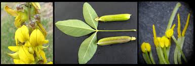 Image result for Crotalaria oocarpa