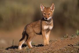 Image result for wolf cub