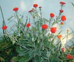 Image result for Kleinia fulgens