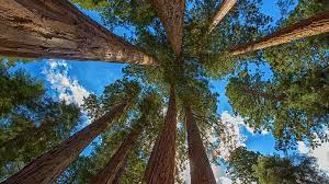 If you're in search of the best redwood forest wallpaper, you've come to the right place. Redwoods Hd Wallpapers Free Download Wallpaperbetter